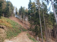 Tratto nel bosco tra l'Alpe Trevigno ed il Monte Piogera